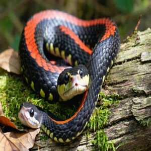 Milk Snake Lifespan and Growth