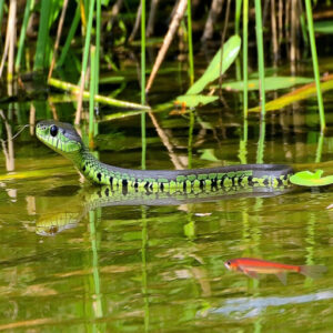 Mississippi Green Watersnake