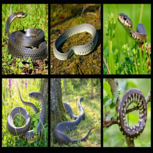 Mississippi Snake Conservation