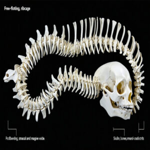 Modified Ribcage and Skull