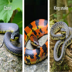 Non-venomous Nature of King and Milk Snakes