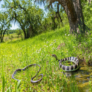 Non-Venomous Snakes in Texas