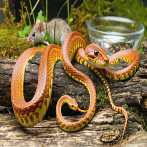 Nutritional Needs of Corn Snakes