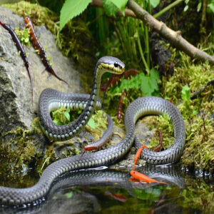 Nutritional Needs of Garter Snakes