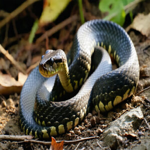 Ovoviviparous Snakes