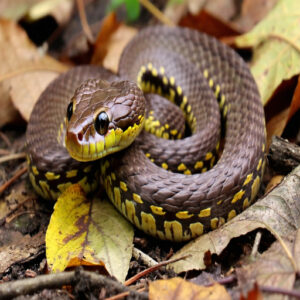 Physical Characteristics of Baby Copperheads