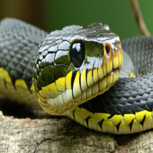 Physical Characteristics of Garter Snakes