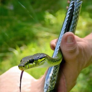 Pin The Snake