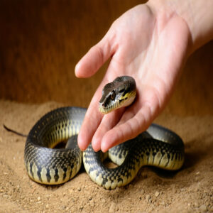 Practical Tips for Safe Snake Handling