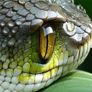 Preventing Retained Spectacles in Snakes