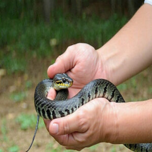 Relaxed Snake Handling Techniques