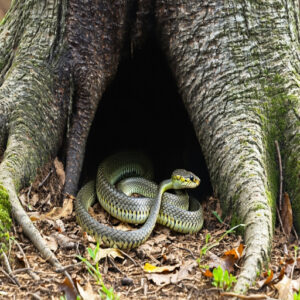 Rodent Burrows as Snake Homes