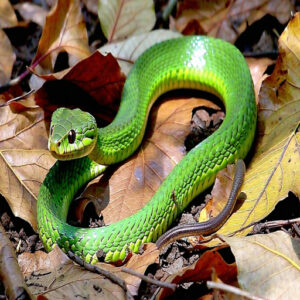 Rough Earthsnake