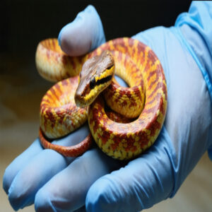 safe pain relief for snakes with injuries