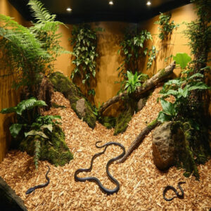 Safe Substrate Options for Snakes