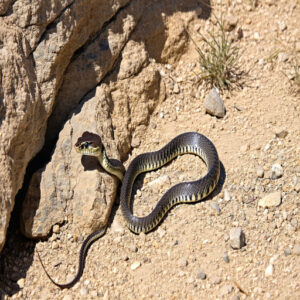 Seasonal Changes in Rattlesnake Activity Cycles