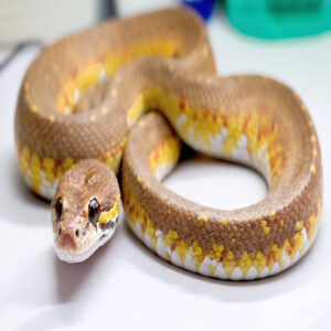 septicemia in snakes