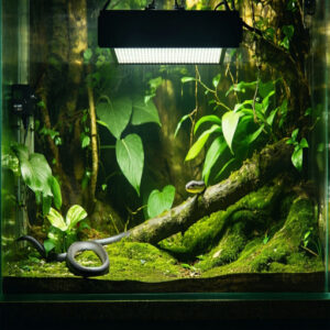 Setting Up Snake Habitat Lighting