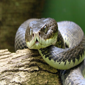 Shedding and Activity in Snakes