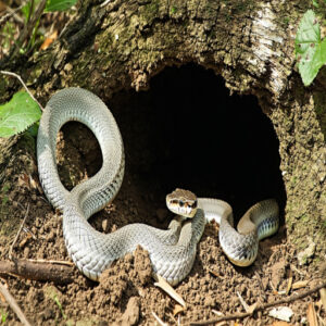 Signs of Snake Activity Around Holes