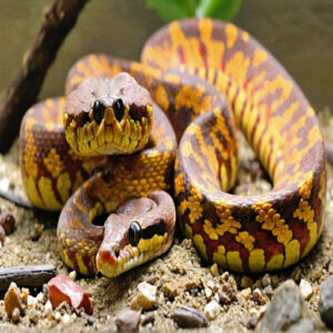 signs of stress in pet corn snakes