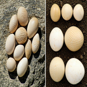 Size and Shape of Lizard Eggs