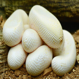 Size and Shape of Snake Eggs