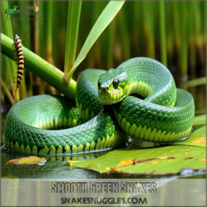 Smooth Green Snakes