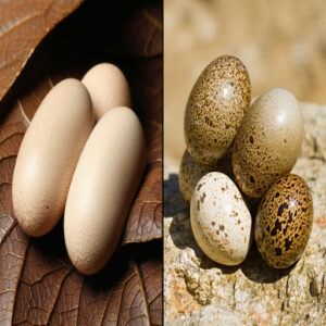 Snake Egg Identification Tips