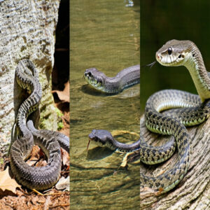 Snake Habitats and Distribution in Texas