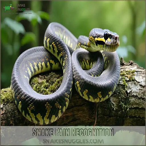 Safe Pain Relief Options for Pet Snakes: a Vet's Guide to Natural ...