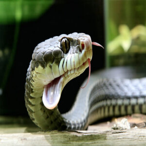 Snake Respiratory Infection