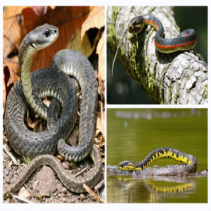 snake species in texas