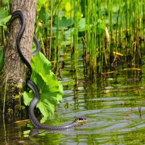 Snakes in Mississippi and Their Diets