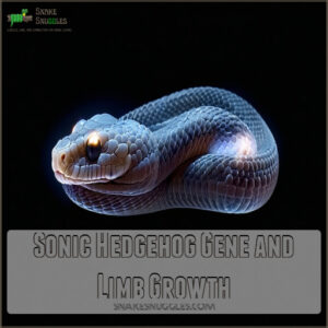 Sonic Hedgehog Gene and Limb Growth