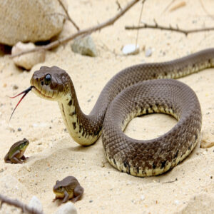 Southern Hognose Snake