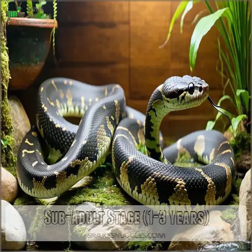 How Long Do Reticulated Pythons Get and How Fast Do They Grow?