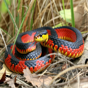 Texas Coralsnake