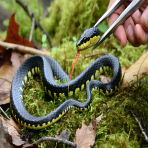 Tips for Feeding Baby Garter Snakes