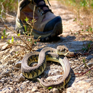 Trail Safety During Active Periods