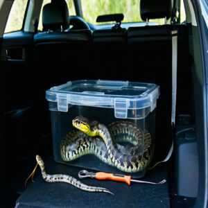 Transporting Snakes