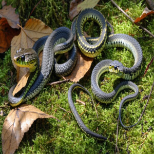 Types of Garter Snakes