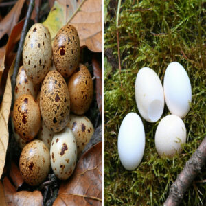 Unique Features of Lizard Eggs