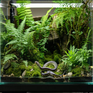 Vivarium Plant Benefits