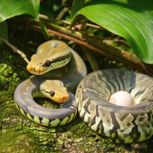 Viviparous Snakes