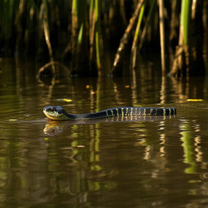 Water Moccasins