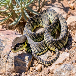 Western Diamond-backed Rattlesnake