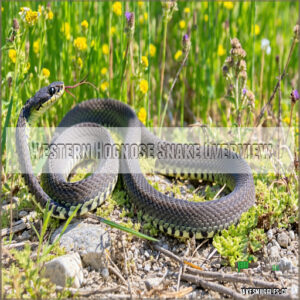 Western Hognose Snake Overview