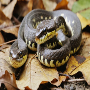 what do baby copperhead snakes look like