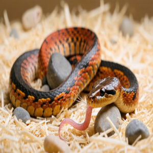 what do baby corn snakes eat